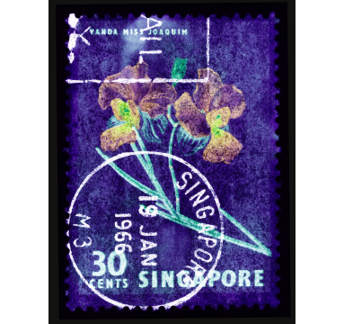 Heidler & Heeps - 30 Cents Singapore Orchid Purple - courtesy of TAG Fine Arts